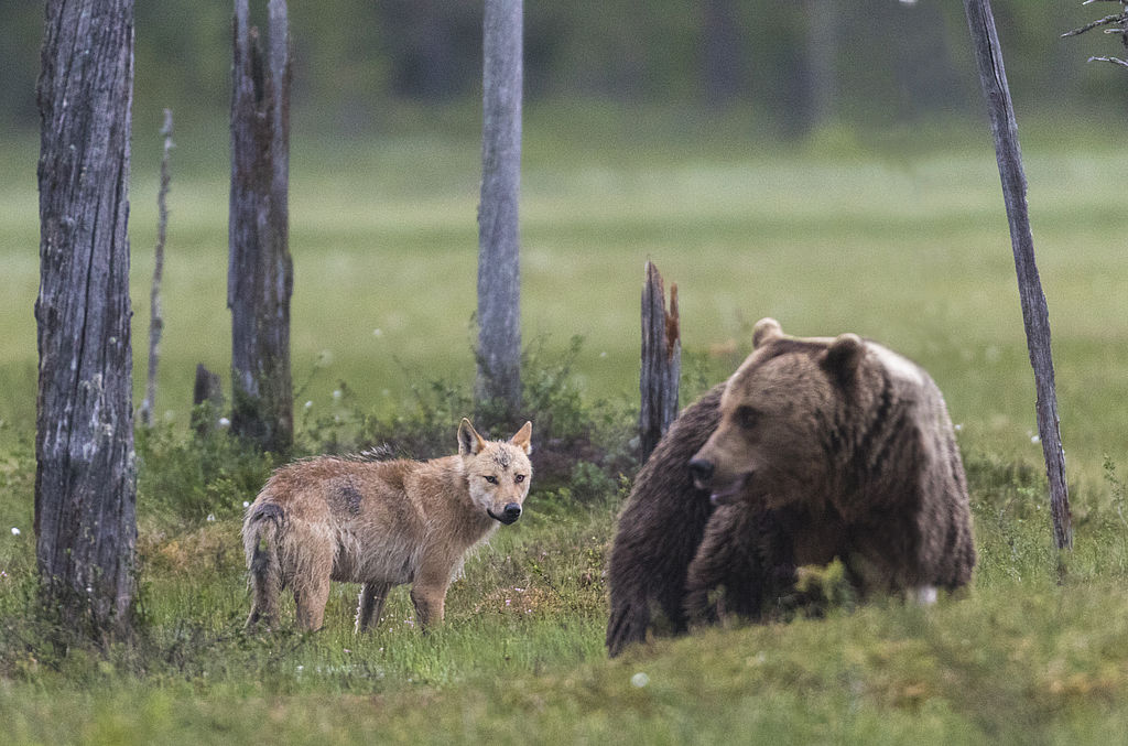 Einst war ihr Schutzstatus gerechtfertigt - doch haben sich die Populationen von Bär und Wolf zwischenzeitlich erholt. Deshalb fordern die FREIEN WÄHLER Bund und EU zum Handeln auf.